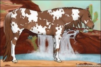 Horse Color:White Spotted Chestnut 