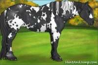 Horse Color:White Spotted Black