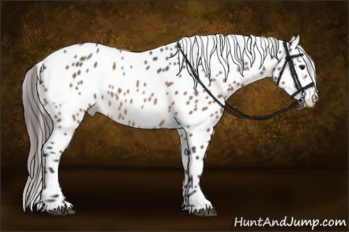 Horse Color:Buckskin Leopard