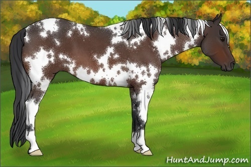 Horse Color:White Spotted Bay Roan 