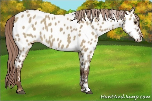 Horse Color:Liver Red Dun Appaloosa Rabicano 