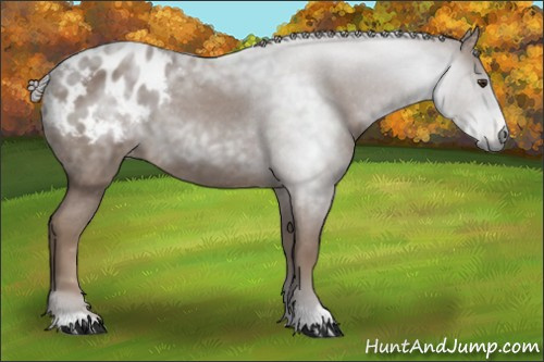 Horse Color:Gray Chestnut Appaloosa