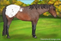Horse Color:Bay Appaloosa