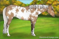 Horse Color:White Spotted Silver Buckskin Roan 