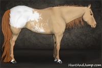 Horse Color:Red Dun Appaloosa