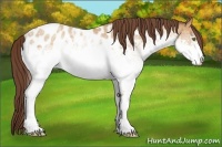 Horse Color:White Spotted Amber Champagne Appaloosa 