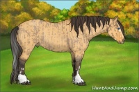 Horse Color:Brown Roan Dun Splash and Buckskin Dun Rabicano