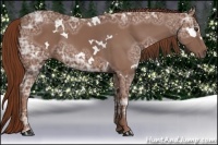 Horse Color:White Spotted Chestnut Ice