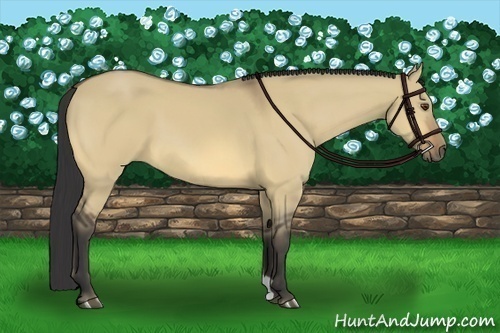 Horse Color:Buckskin Dun