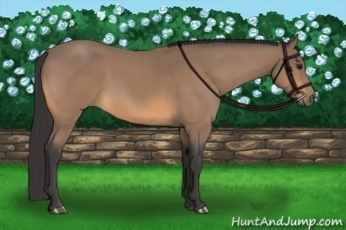 Horse Color:Buckskin Roan 