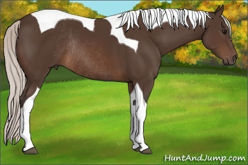 Horse Color:Silver Brown Tobiano Rabicano