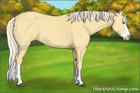 Horse Color:Palomino Splash