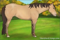 Horse Color:Amber Champagne 
