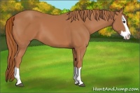 Horse Color:Chestnut Splash 