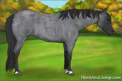 Horse Color:Blue Roan