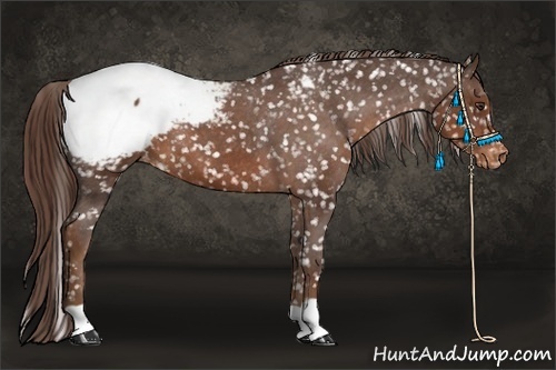 Horse Color:Liver Chestnut Appaloosa 