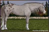 Horse Color:Liver Chestnut Splash Appaloosa 