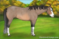 Horse Color:Buckskin Roan Splash 