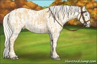 Horse Color:Palomino  and Palomino Dun Appaloosa 
