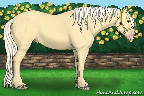 Horse Color:Gold Cream Champagne 