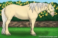 Horse Color:Gold Cream Champagne 