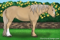 Horse Color:Palomino