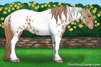 Horse Color:Chestnut Tobiano Appaloosa 