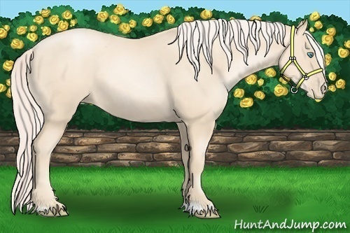 Horse Color:Gold Cream Champagne Pearl 