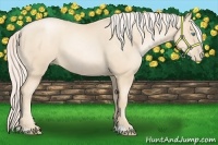 Horse Color:Gold Cream Champagne Pearl 
