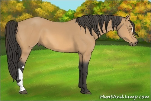 Horse Color:Buckskin 
