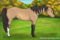 Horse Color:Buckskin 