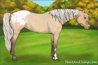 Horse Color:Silver Bay Roan Dun Varnish 