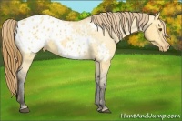 Horse Color:Buckskin Roan Dun Blanket
