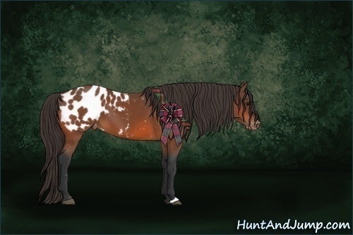 Horse Color:Bay Appaloosa 