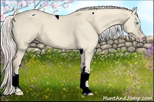 Horse Color:Cremello Dun Tobiano