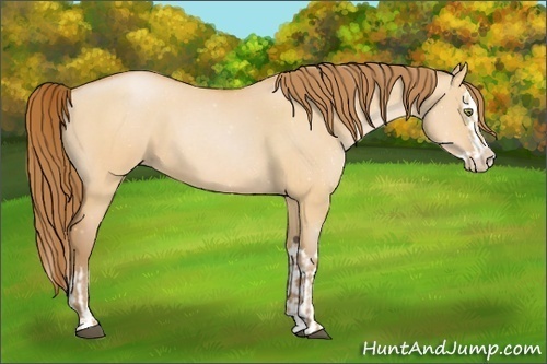 Horse Color:Bay Roan Pearl Dun  and Bay Roan Pearl Dun Splash 