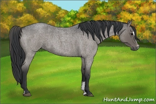 Horse Color:Blue Roan Sabino 