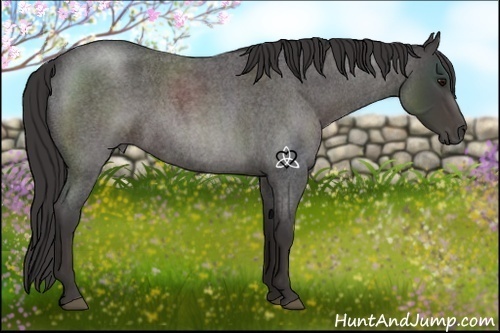Horse Color:Smoky Blue Roan Rabicano 