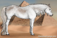Horse Color:Gray White Spotted Chestnut 