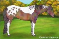 Horse Color:Nacre Bay Tobiano Appaloosa 