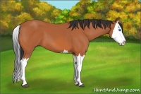 Horse Color:Bay Splash 