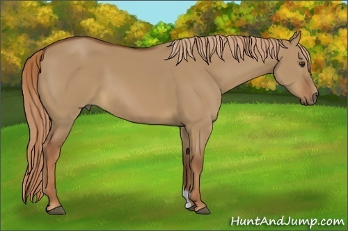 Horse Color:Red Dun