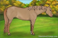 Horse Color:Red Dun 