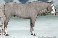 Horse Color:Silver Blue Roan Splash