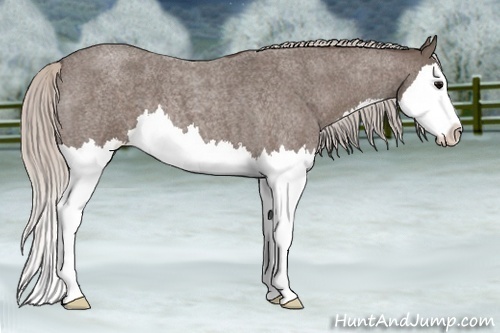 Horse Color:Silver Blue Roan Splash 
