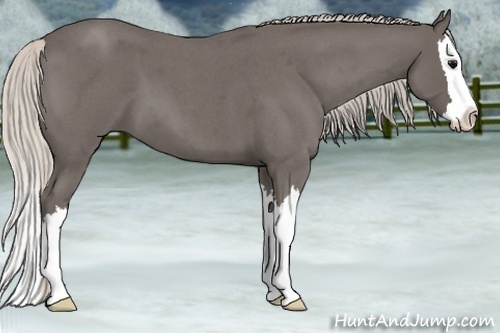 Horse Color:Silver Blue Roan Splash
