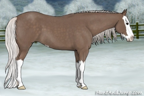 Horse Color:Silver Blue Roan Splash