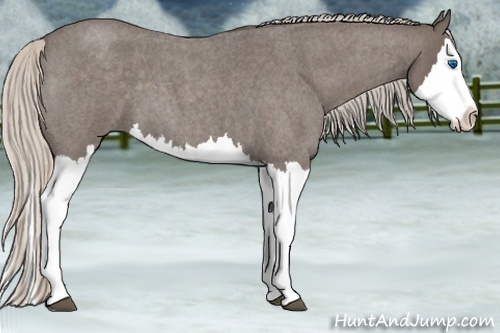 Horse Color:Silver Blue Roan Sabino Splash