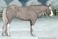 Horse Color:Silver Blue Roan Splash
