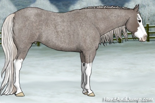 Horse Color:Silver Blue Roan Splash